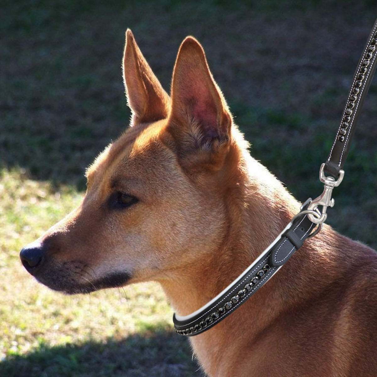 ExionPro Black Bling Dog Collar With Leash