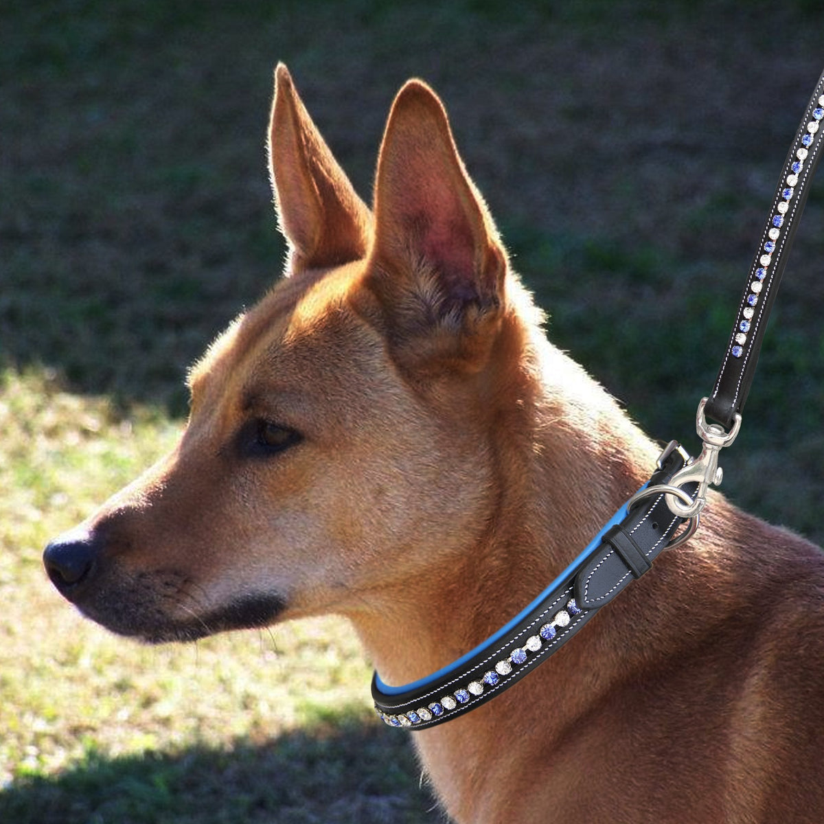 ExionPro White & Blue Bling Dog Collar With Leash